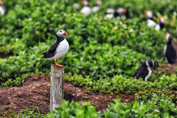 Puffin