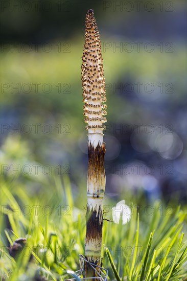 Young forest horsetail