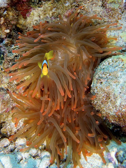 Fluorescent bubble-tip anemone