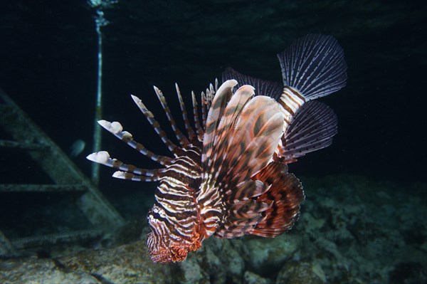 Pacific red lionfish