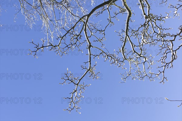 Snowy magnolia buds on tree branches in winter