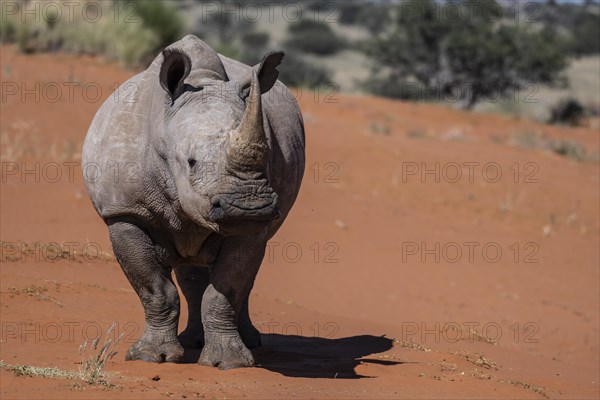 White rhinoceros