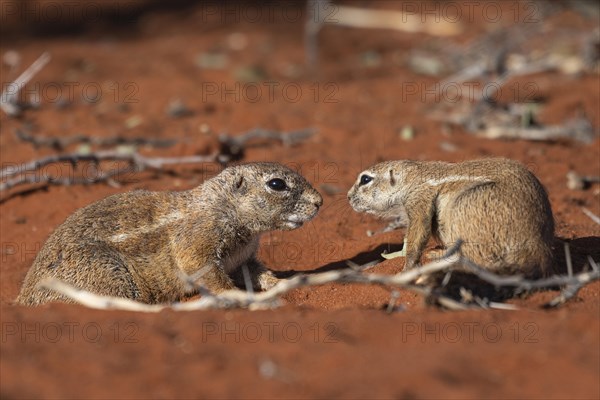 African bristle squirrel