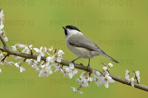 Marsh Tit