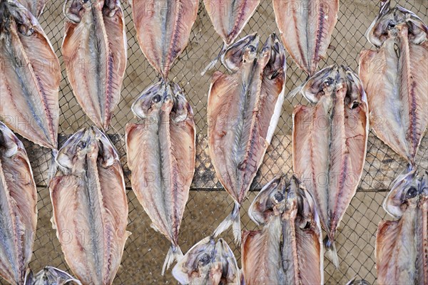 Fish drying