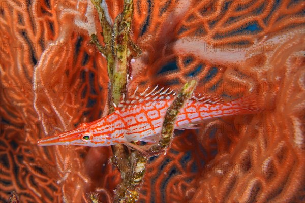 Longnose hawkfish