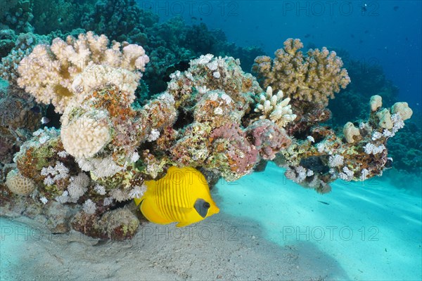 A pair of bluecheek butterflyfish