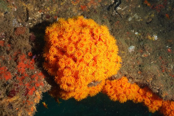 Chalice coral