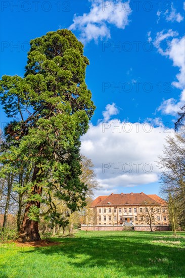 Sequoia tree in the park of Ruehstaedt Castle
