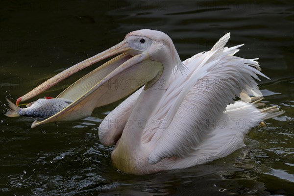 Great white pelican