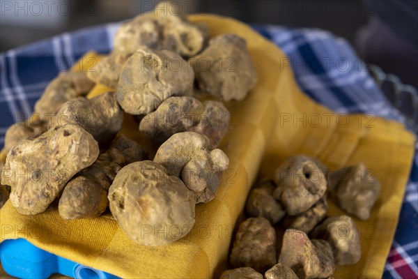 White truffle