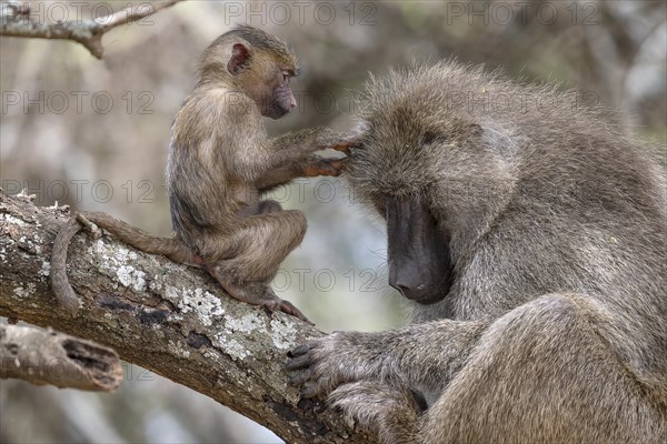 Olive baboon