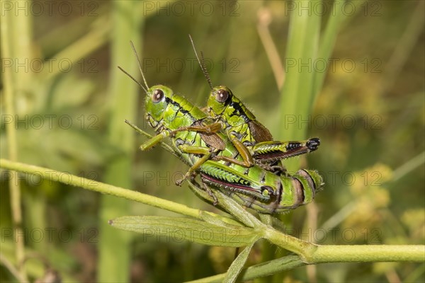 Southwest alps mountain cricket