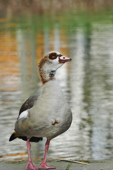 Egyptian Goose