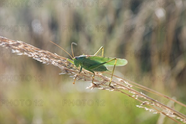 Green grasshopper