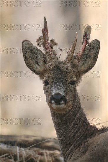 European roe deer