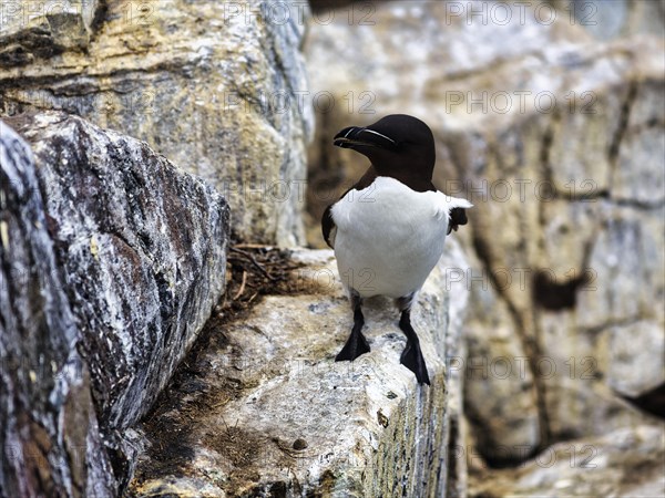 Razorbill