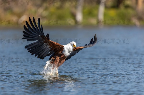 African Fish Eagle