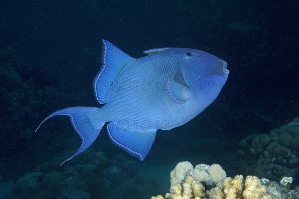 Blue triggerfish