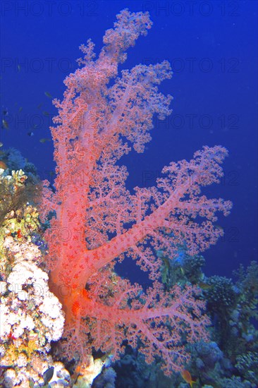 Hemprichs tree coral