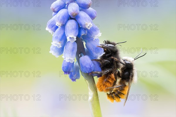 Hornfaced bee