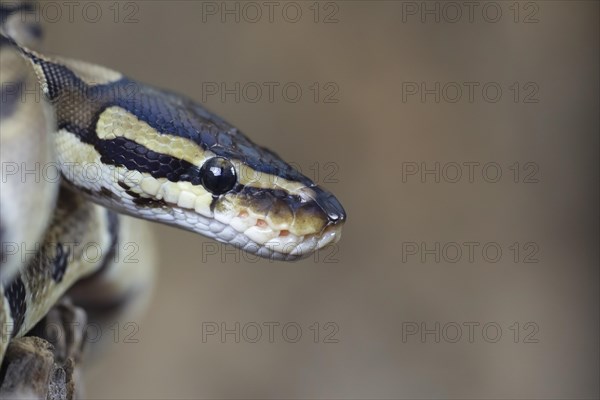 Royal python