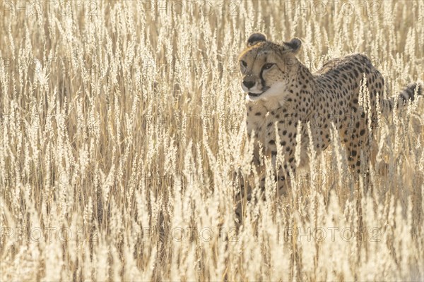 Cheetah