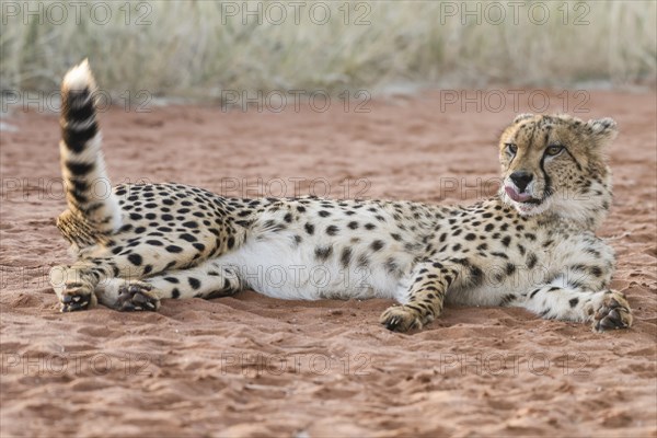 Cheetah