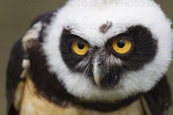 Spectacled owl