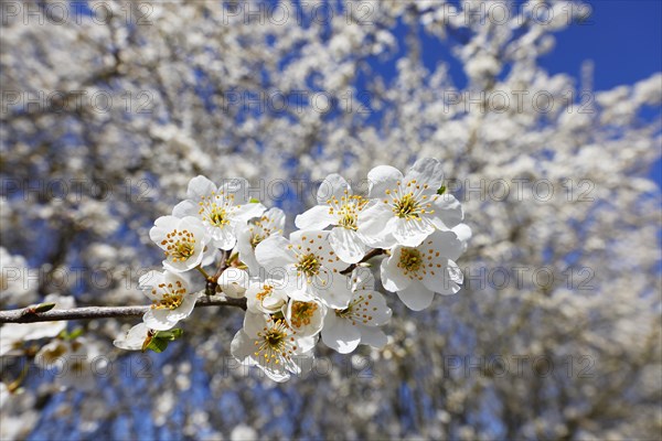 Flowering blackthorn