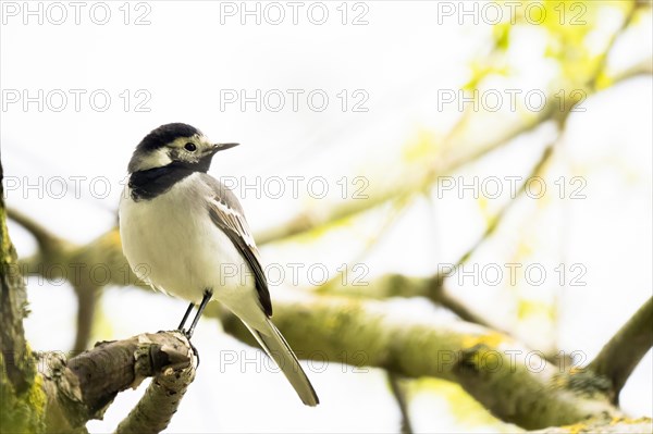 White wagtail