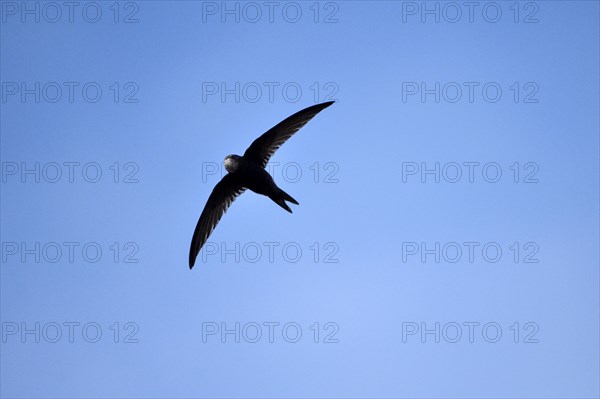 Common swift