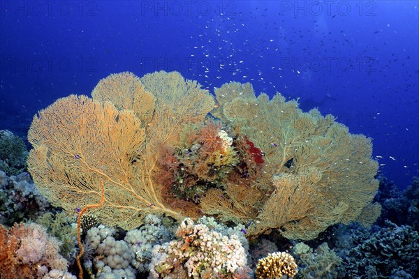 Giant sea fan