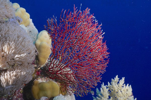 Red knot coral