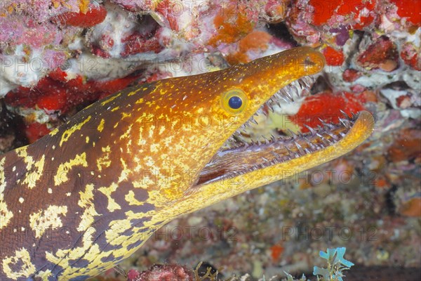 Close-up of fangtooth moray