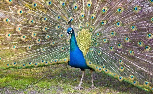 Peacock