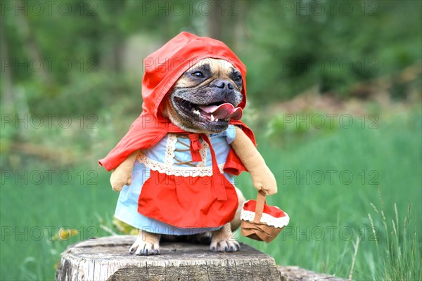 Funny French Bulldog dos dressed up as fairytale character Little Red Riding Hood with full body costumes with fake arms wearing basket in forest