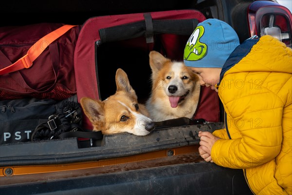 Tired dogs sit in the kennel in the trunk of the car. Polish mountains