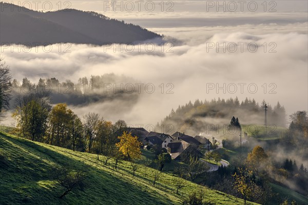 Morning fog in the southern Black Forest above Wiesental