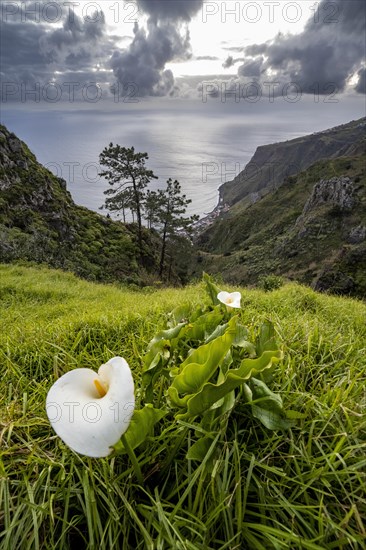 Flowering arum lily