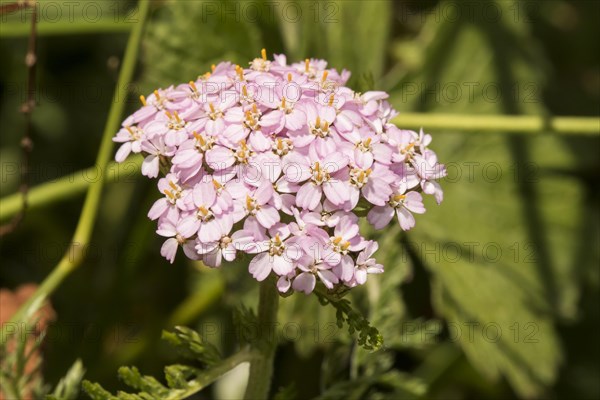 Pale red meadow yarrow