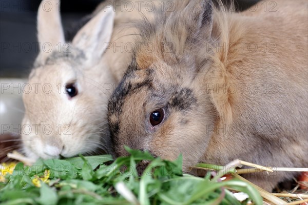 Domestic rabbit