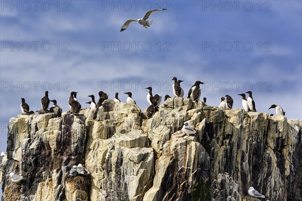 Common guillemots