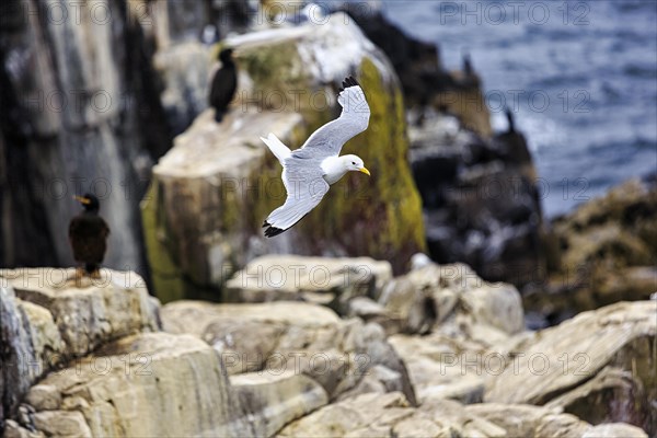 Kittiwake