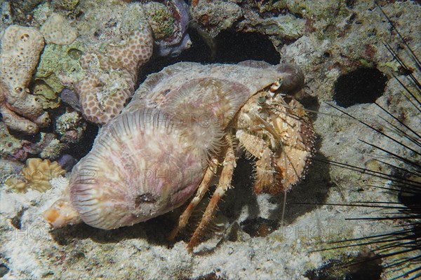 Anemone hermit crab