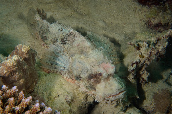 Tassled scorpionfish