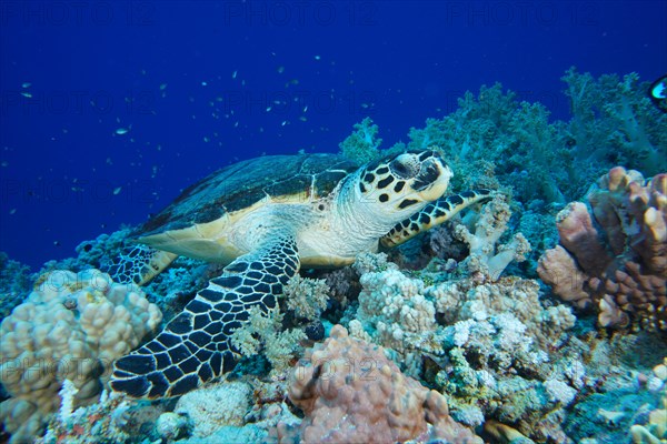 Hawksbill sea turtle