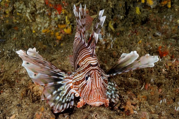 Common lionfish