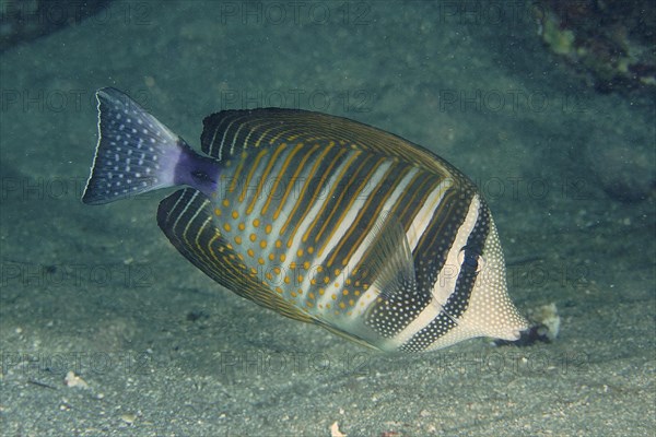 Desjardins sailfin tang