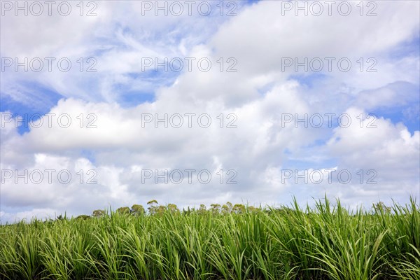 Plantation with young sugar cane